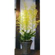東京都豊島区都生花の花　オンシジューム”オブリザタム”