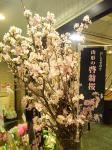 第2回”桜フェアー”開催のお知らせです。｜「都生花」　（東京都豊島区の花キューピット加盟店 花屋）のブログ